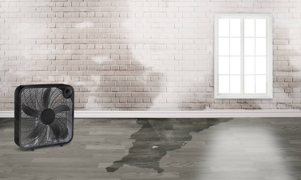 Best Professional water damage repair  in Alum Creek, WV