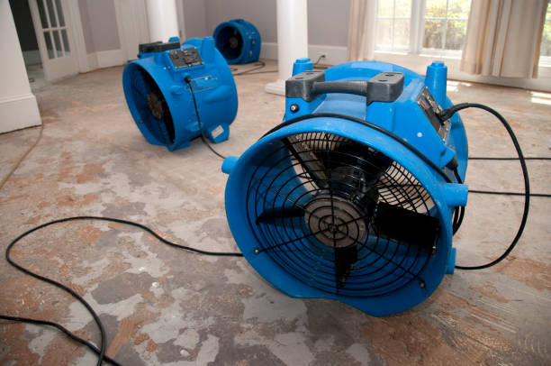 Best Carpet water damage restoration  in Alum Creek, WV